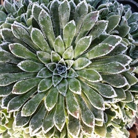 Saxifraga cochlearis 'Moondance'